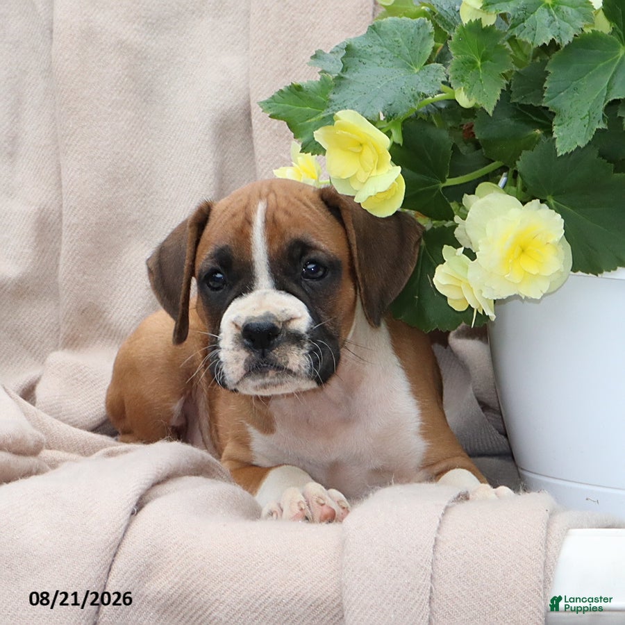 Boxer dogs Quincy - Ad 2