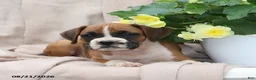 Boxer dogs for sale: Quincy - Ad 2