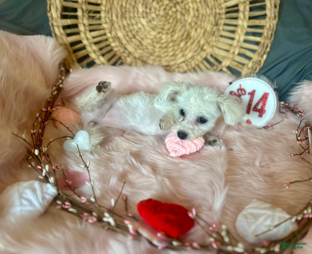 Maltipoo dogs for sale: Mopsie - Ad 12