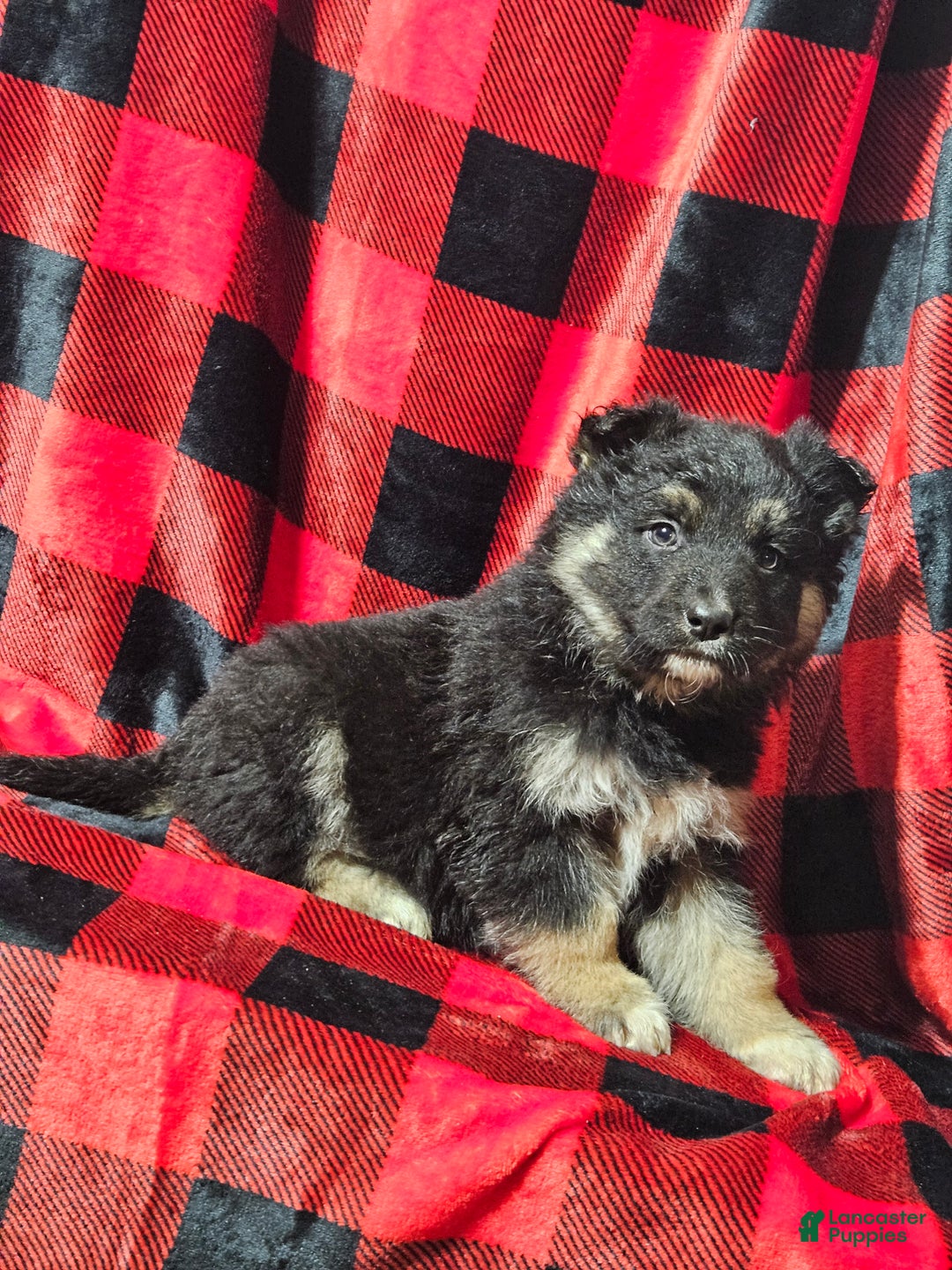 Mixed Breed dogs for sale: Brady - Ad 2