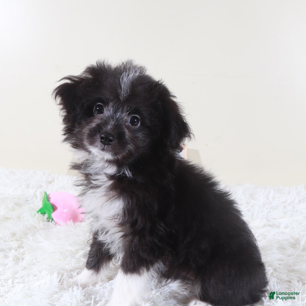 Mini Aussiedoodle dogs Mini Aussiedoodle Puppy Dolly - Ad 2