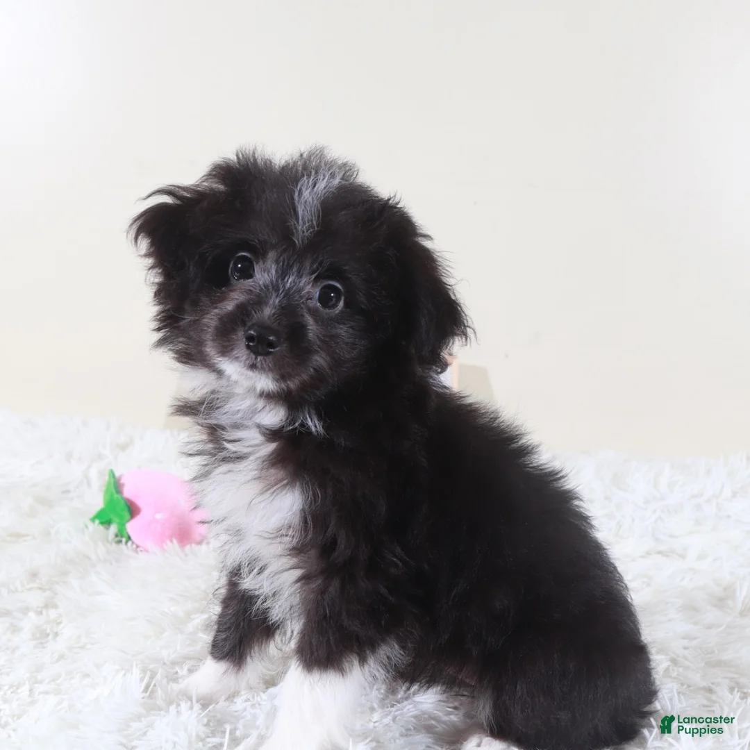 Mini Aussiedoodle dogs for sale: Mini Aussiedoodle Puppy Dolly - Ad 2