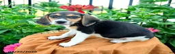 Beagle dogs for sale: Hazel - Ad 3