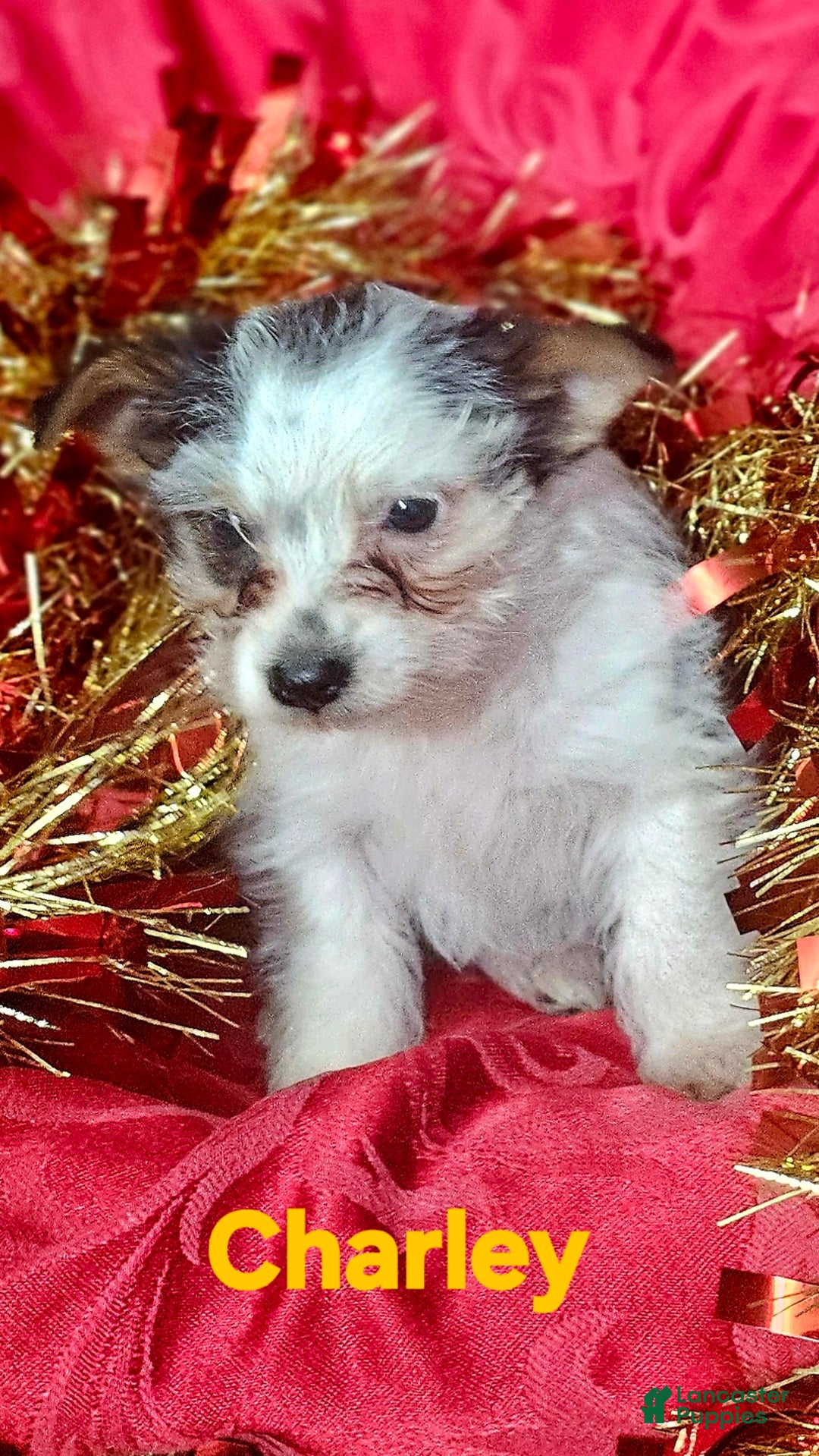 Yorkshire Terrier dogs for sale: Charley  - Ad 2