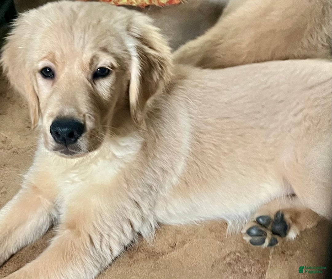Golden Retriever dogs for sale: Golden Retriever Puppy 1 - Ad 1