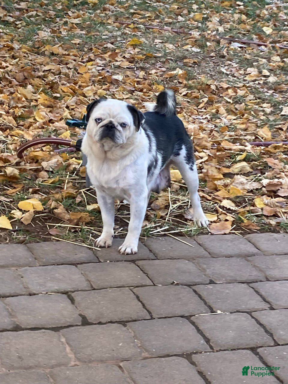 Pug dogs S’mores  - Ad 2