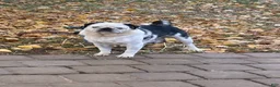 Pug dogs for sale: Snowball - Ad 3