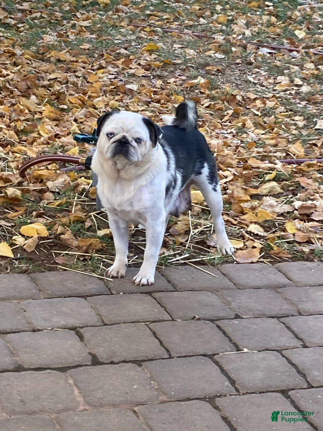 Pug dogs for sale: Snowball - Ad 3