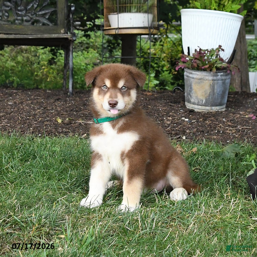 Alaskan Malamute dogs Shiloh - Ad 2