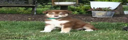 Alaskan Malamute dogs for sale: Shiloh - Ad 2