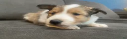 Shetland Sheepdog dogs for sale: Shetland Sheepdog Puppy 1 - Ad 6
