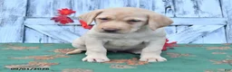 Labrador Retriever dogs for sale: Heather - Ad 4