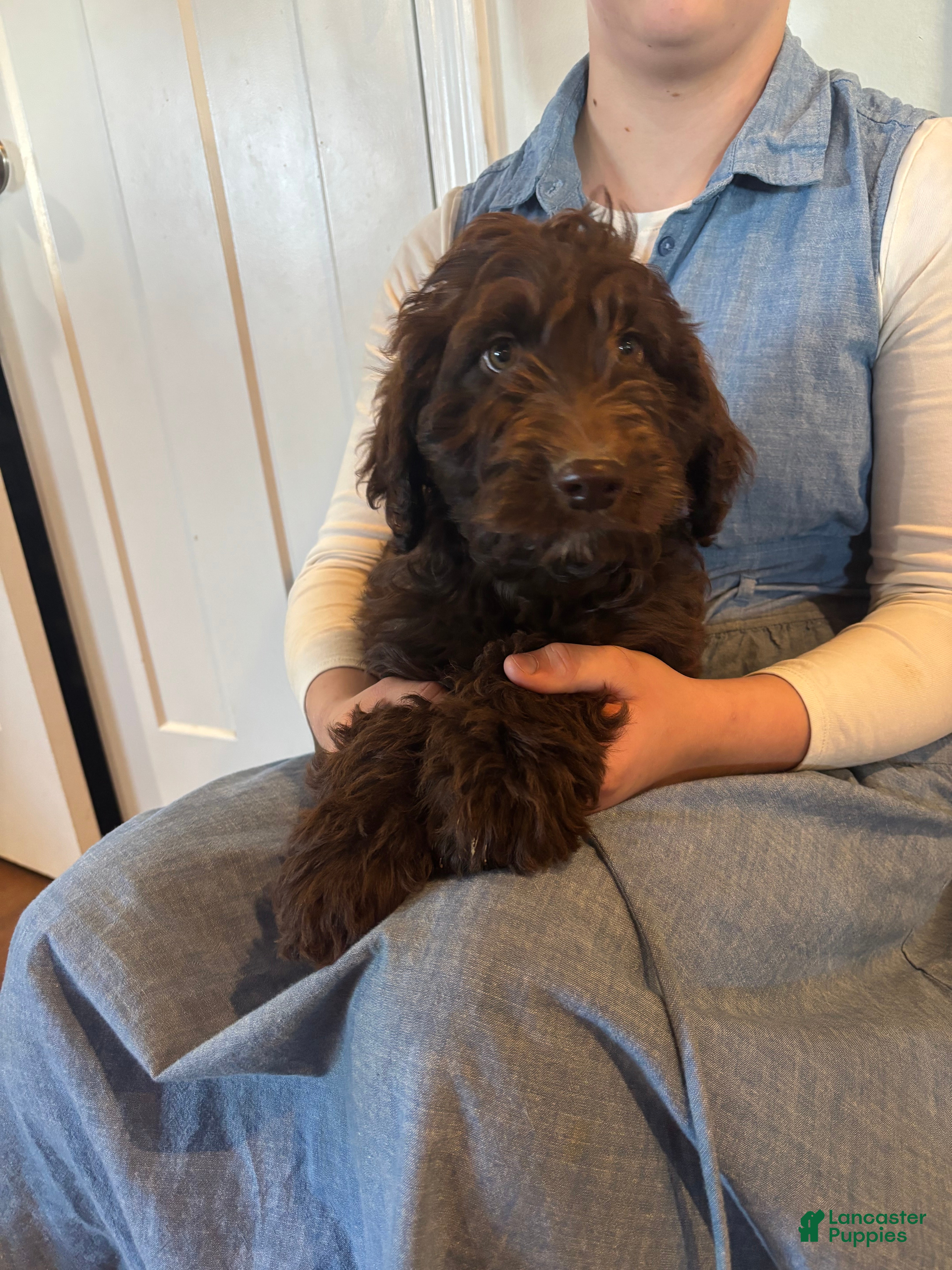 Goldendoodle dogs for sale: Nutter  - Ad 1