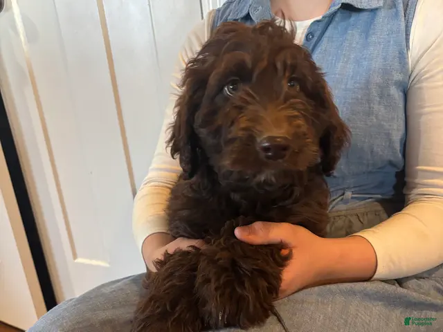 Goldendoodle dogs for sale: Nutter - Ad 1