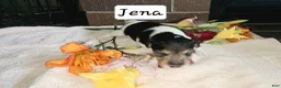 Wire Fox Terrier dogs for sale: (June) Wire Fox Terrier 4 - Ad 10