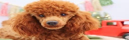 Miniature Poodle dogs for sale: Marshall - Ad 9