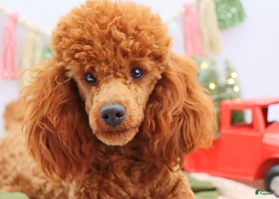 Miniature Poodle dogs for sale: Marshall - Ad 9