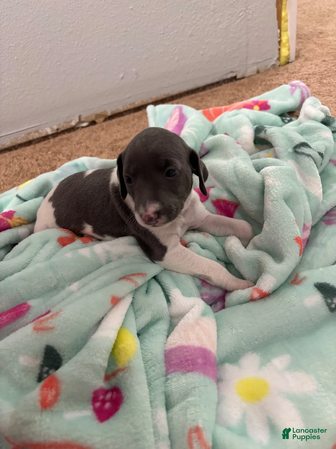 Italian Greyhound dogs for sale: Italian Greyhound 3 - Ad 2
