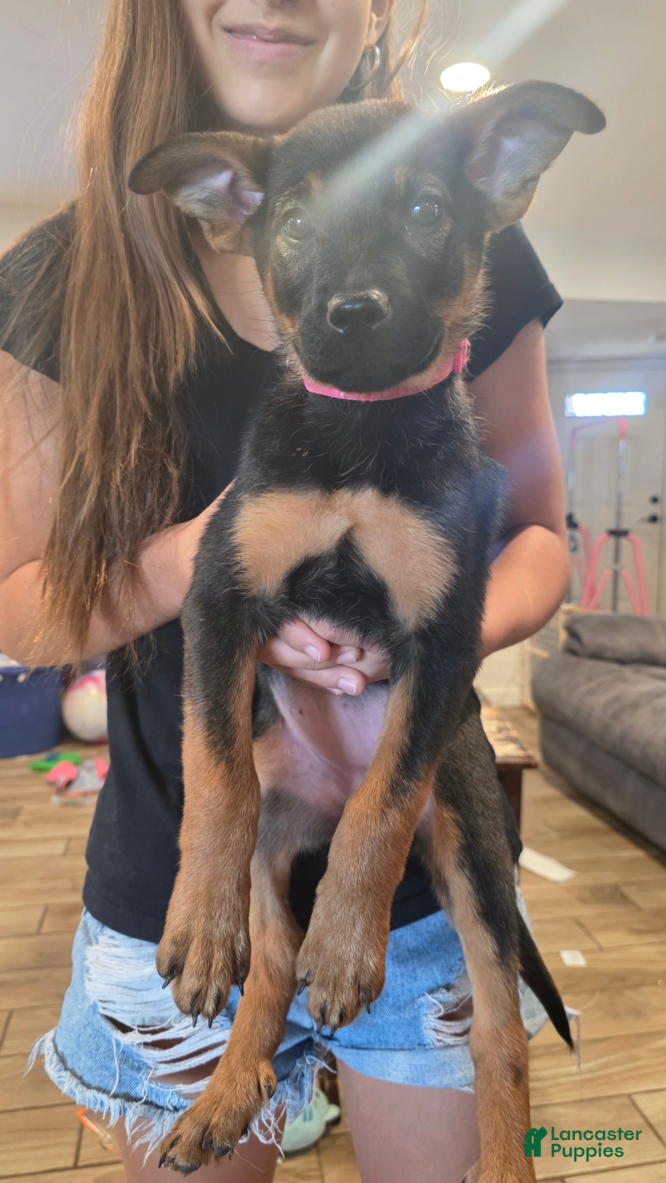 Mixed Breed dogs Hot pink - Ad 28