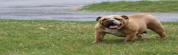 English Bulldog dogs for sale: English Bulldog 1 - Ad 8
