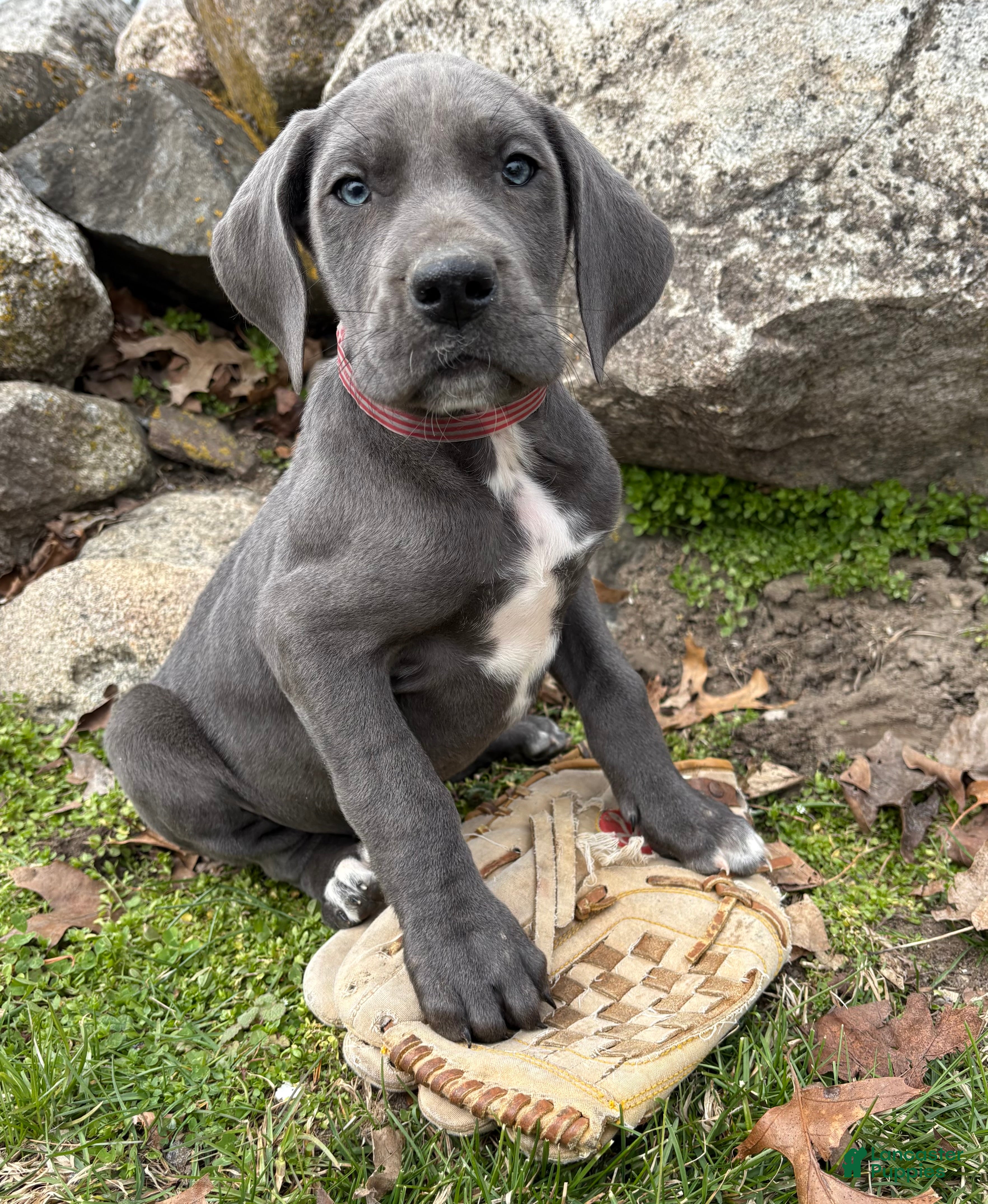 Great Dane dogs Tori - Ad 1