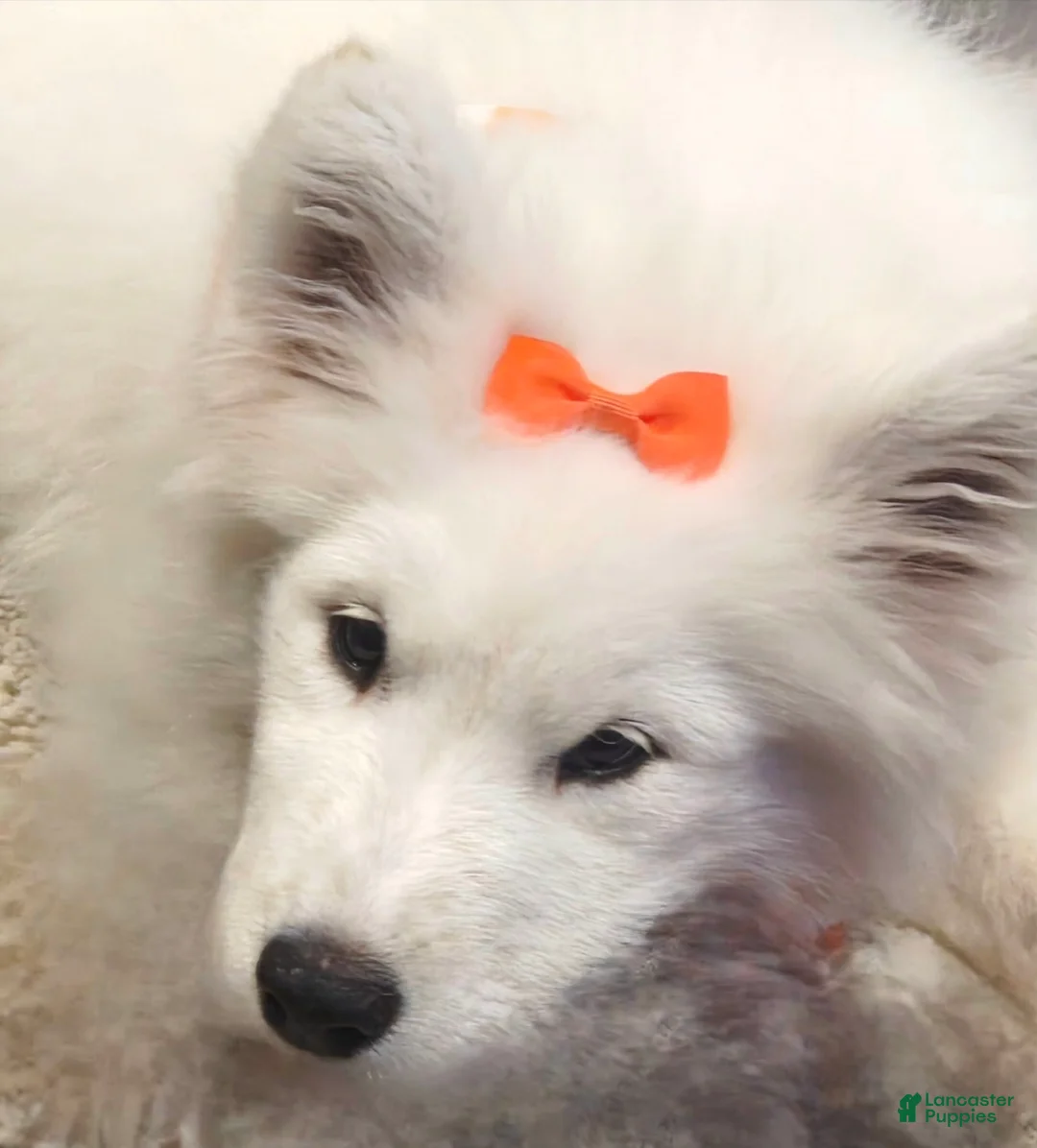 Samoyed dogs for sale: Rainbow - Ad 1