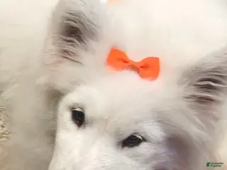 Samoyed dogs for sale: Rainbow - Ad 3