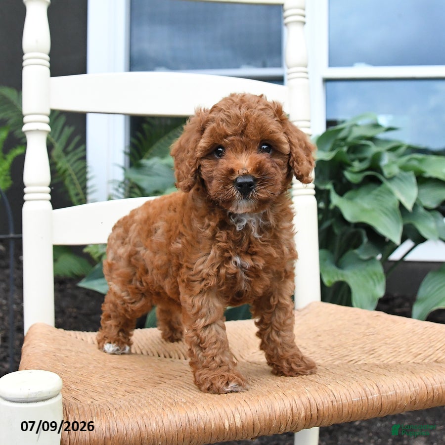 Toy Poodle dogs Nala - Ad 1