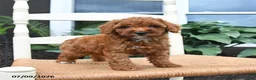 Toy Poodle dogs for sale: Nala - Ad 1