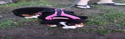 Bernese Mountain Dog dogs for sale: Bernese Mountain Dog 2 - Ad 39