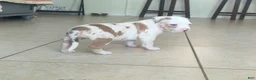 American Bully dogs for sale: American Bully 4 - Ad 7