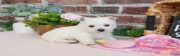 West Highland Terrier dogs for sale: Bonnie - Ad 5
