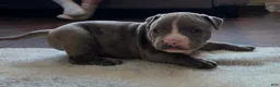 American Bully dogs for sale: Shadow - Ad 8