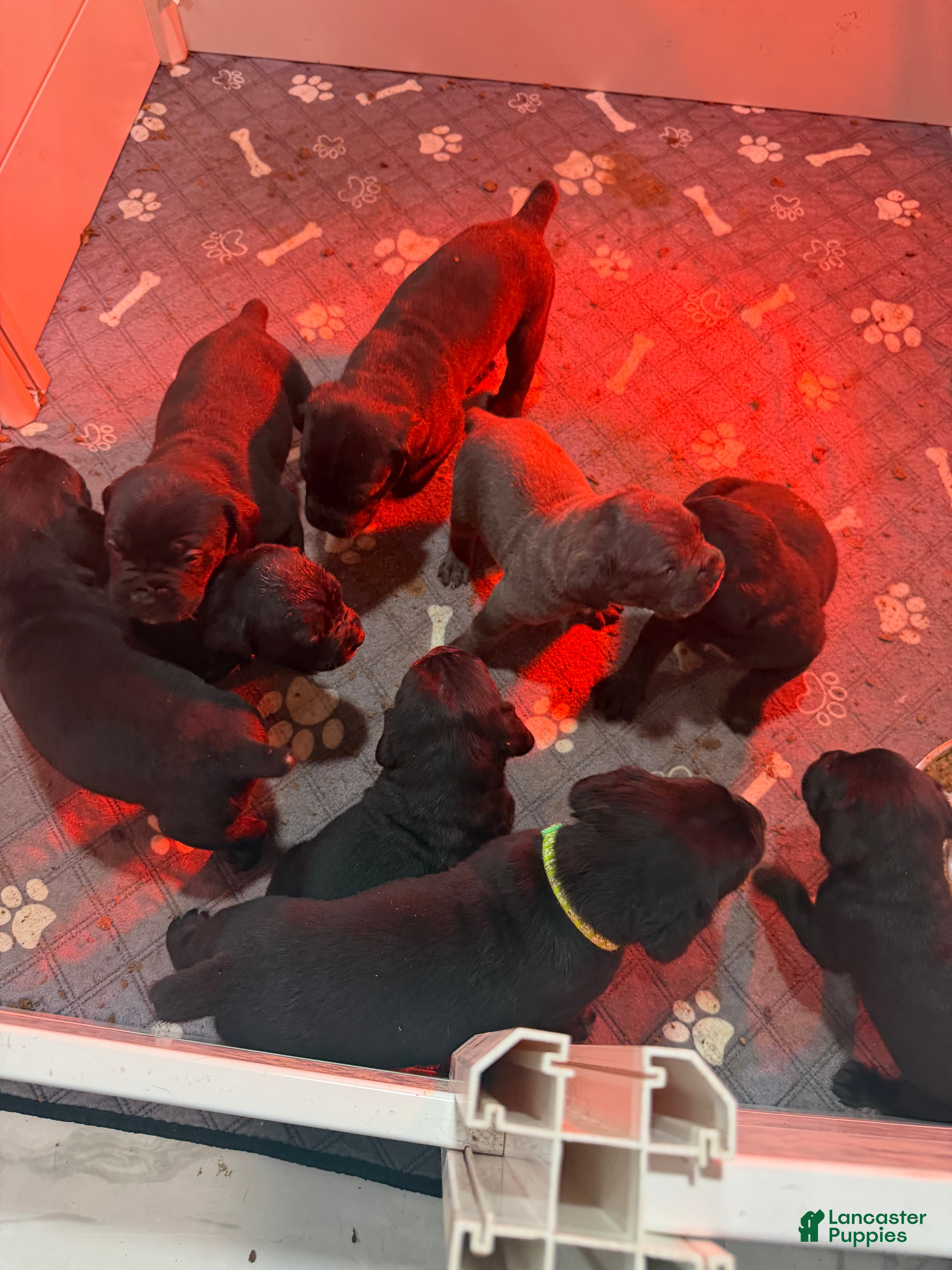 Cane Corso dogs Cane Corso 1 - Ad 1
