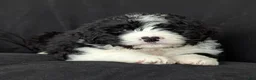 Bernedoodle dogs for sale: Brody  - Ad 9