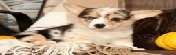 Welsh Corgi Pembroke dogs for sale: Teresa - Ad 6