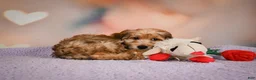 Cavapoo dogs for sale: Penny - Ad 6