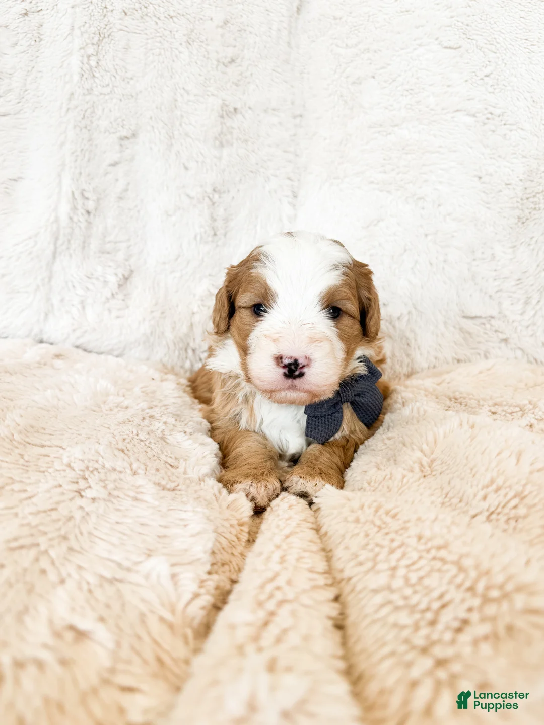 Bernedoodle dogs for sale: 'Froggy' Gray Collar Male Mediume Bernedoodle - Ad 1