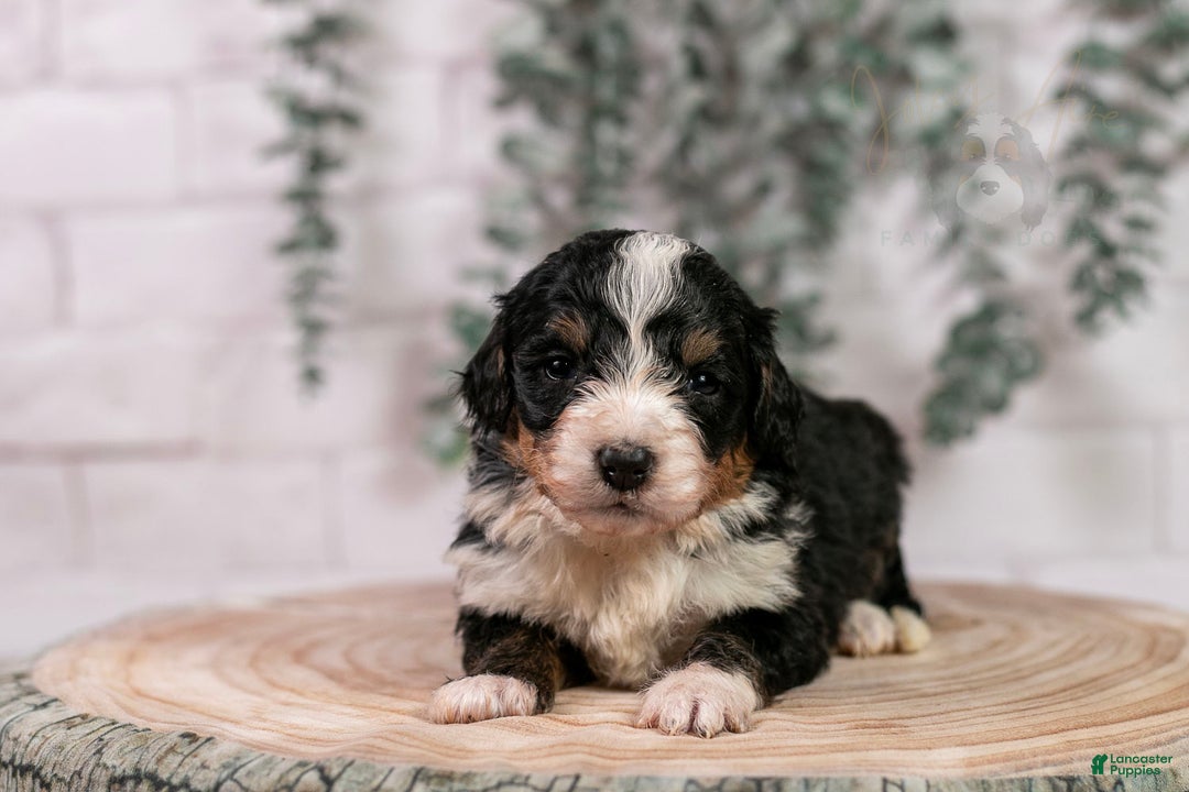 Bernedoodle dogs for sale: Torch - Ad 1