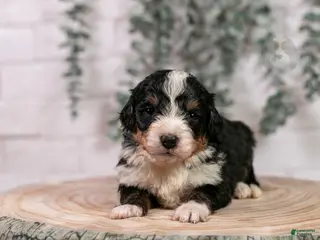 Bernedoodle dogs Torch - Ad 26