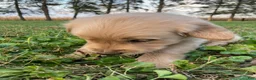 Golden Retriever dogs for sale: Anthony - Ad 2