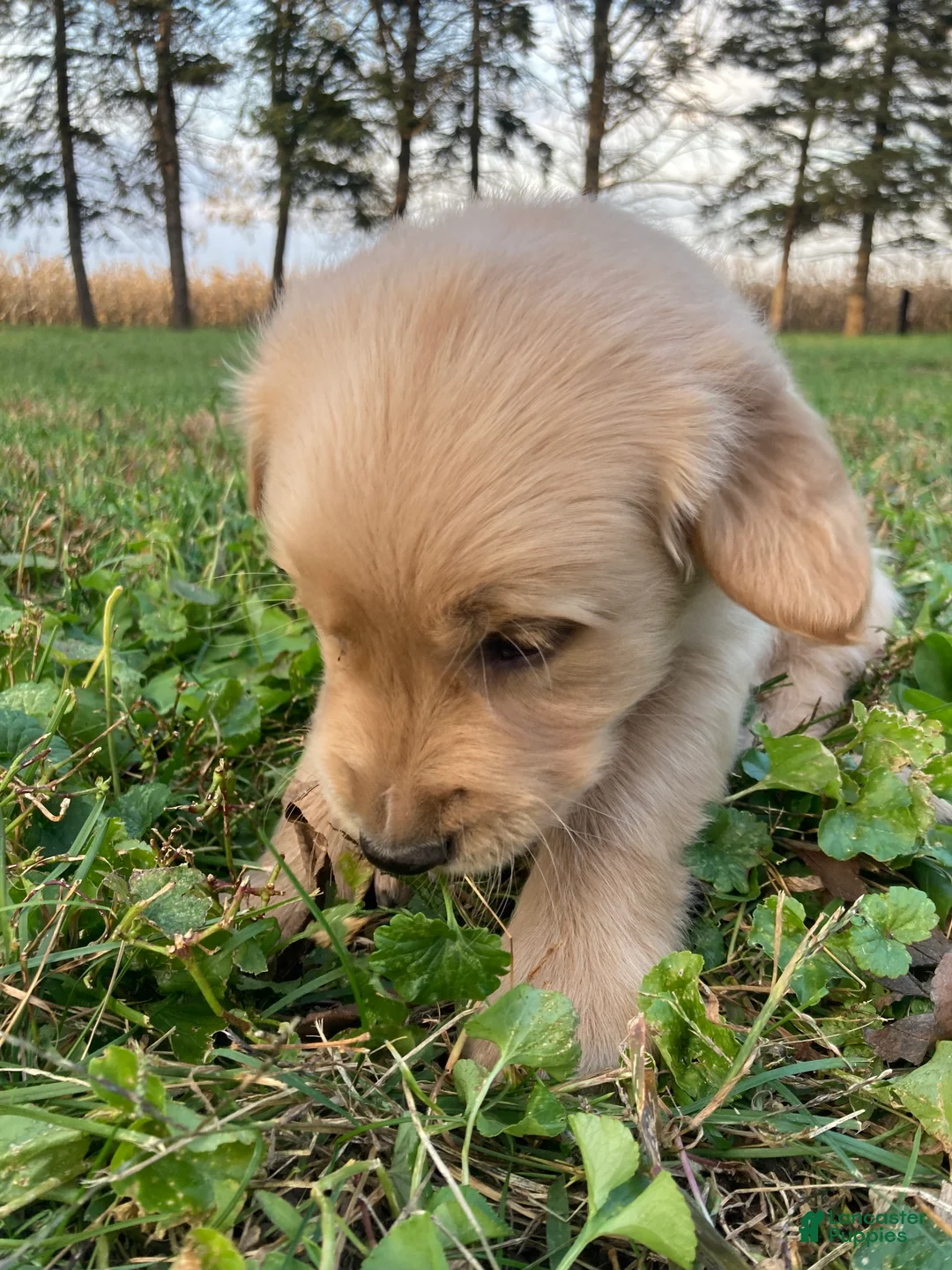 Golden Retriever dogs for sale: Anthony - Ad 2