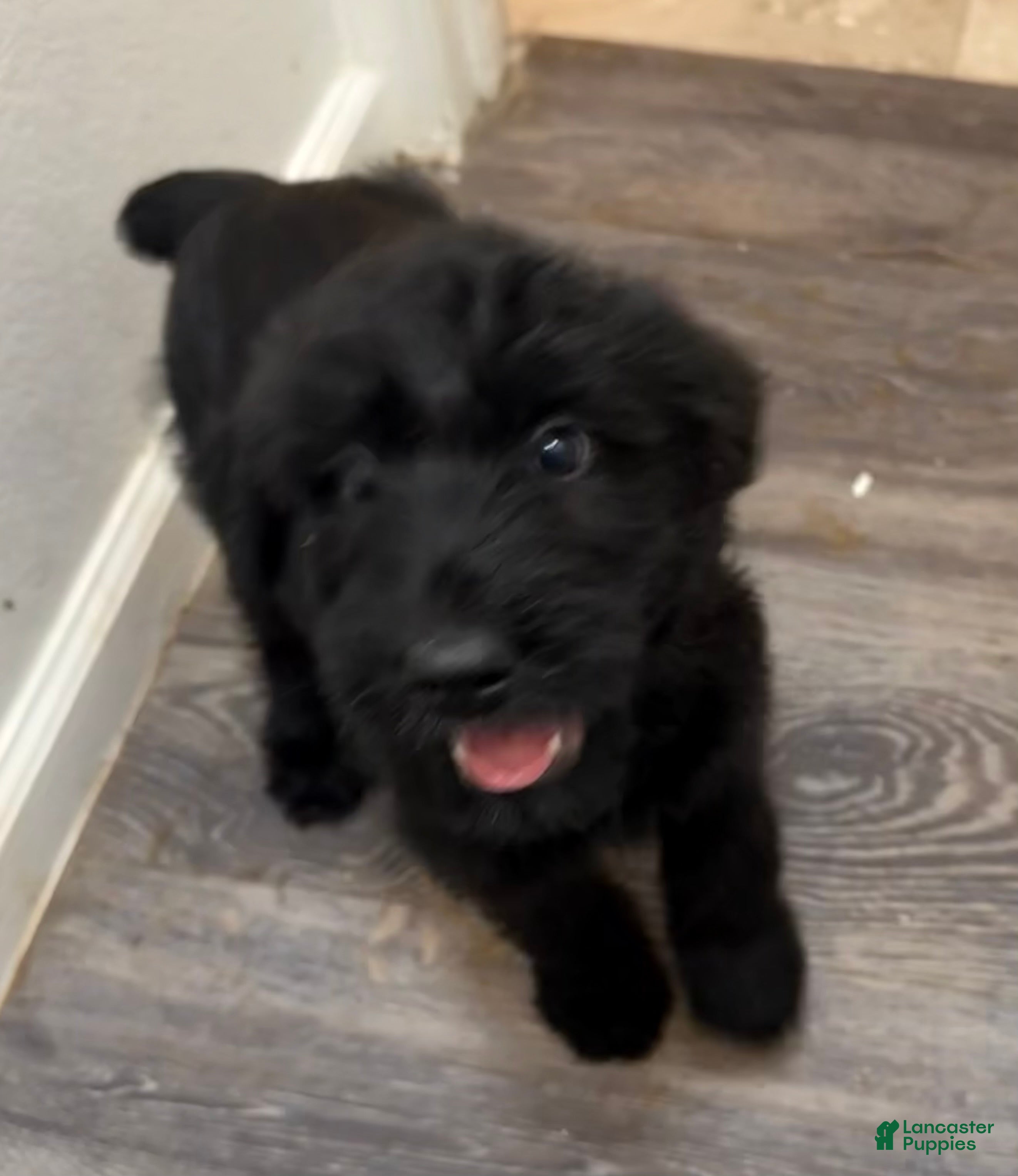 Giant Schnauzer dogs Giant Schnauzer 6 - Ad 13