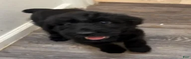 Giant Schnauzer 6