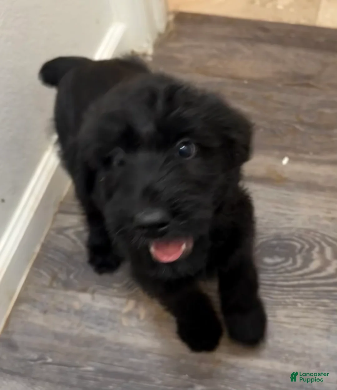 Giant Schnauzer dogs for sale: Giant Schnauzer 6 - Ad 1