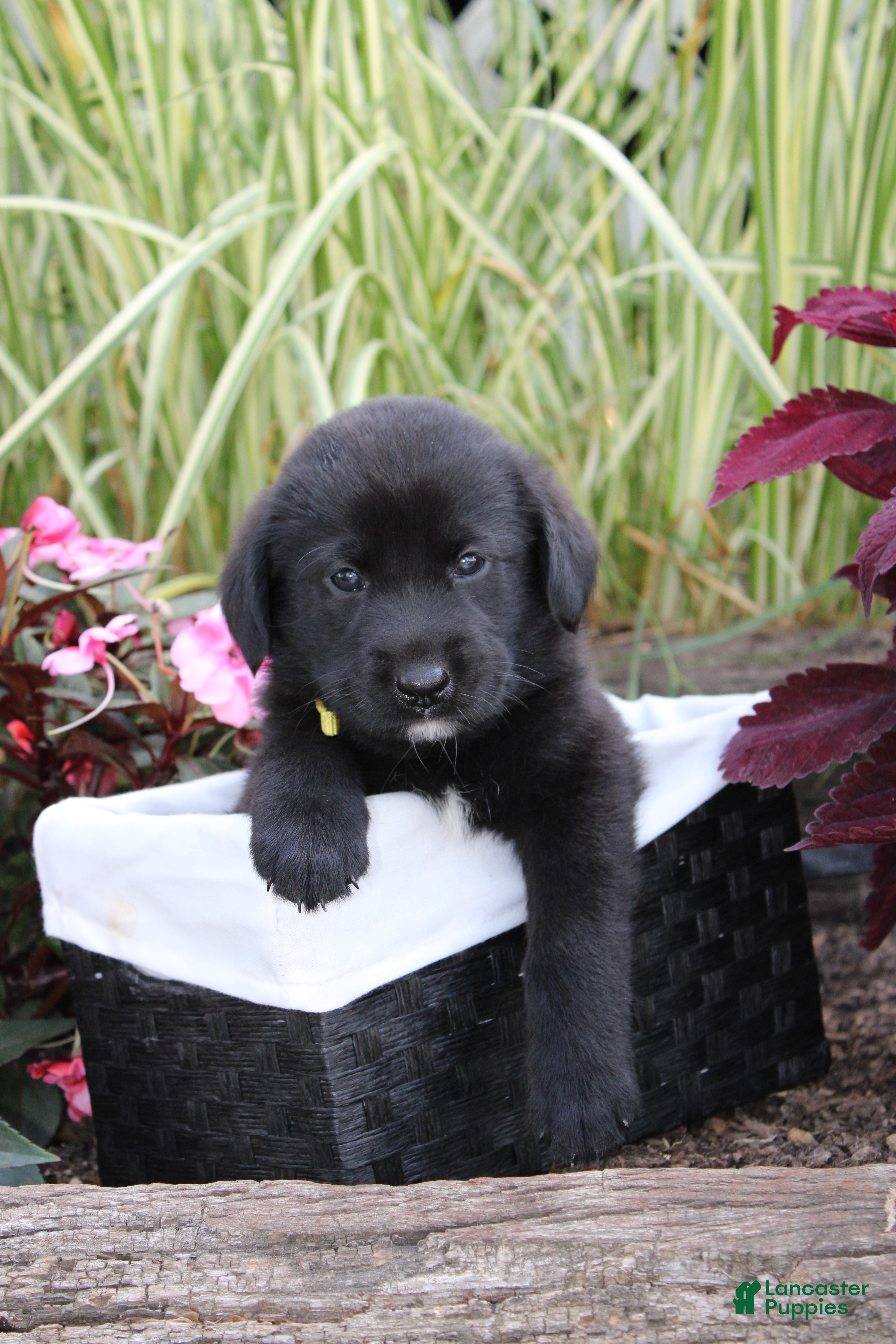 Labrador Retriever dogs for sale: Alex - Ad 3