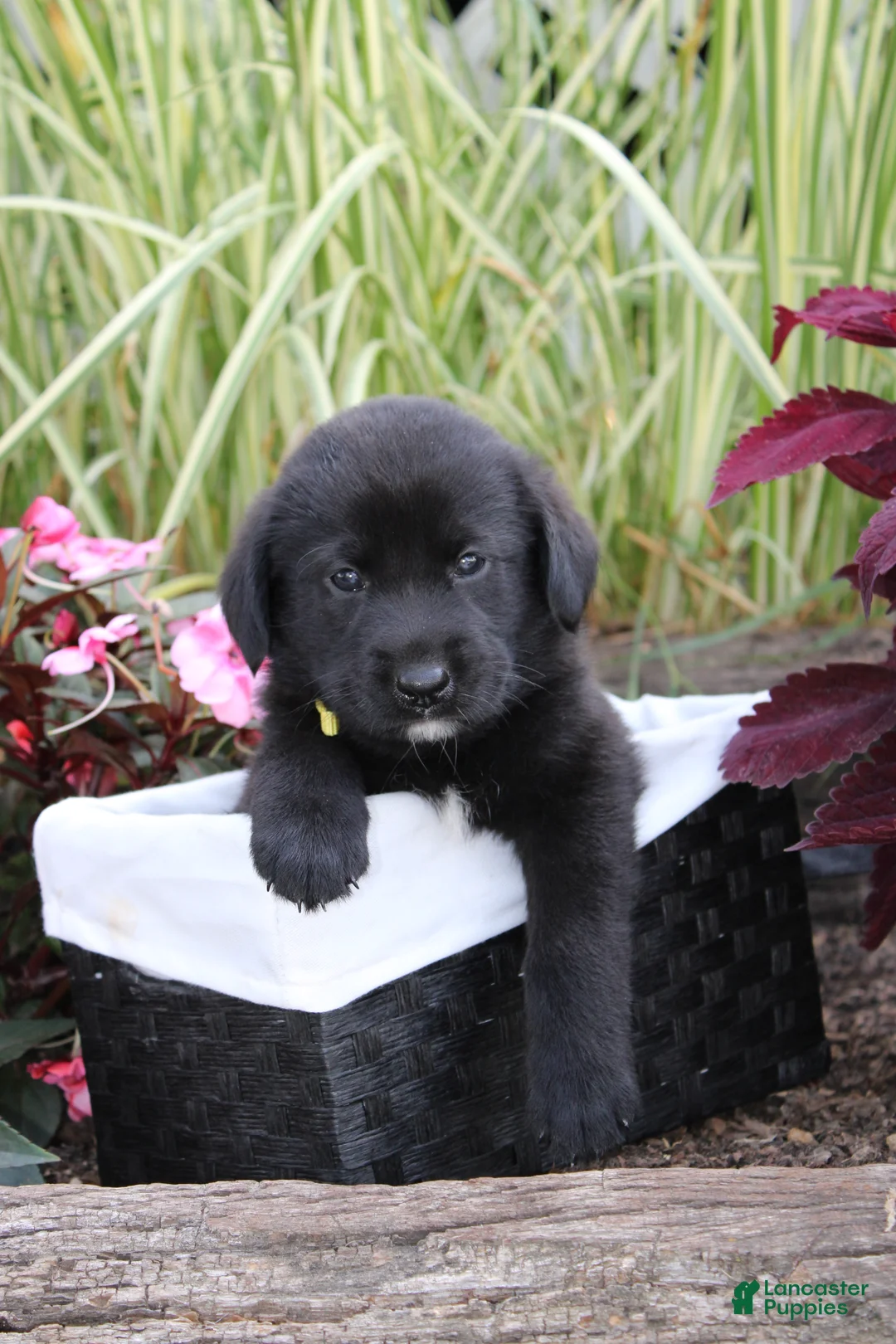 Labrador Retriever dogs for sale: Alex - Ad 1