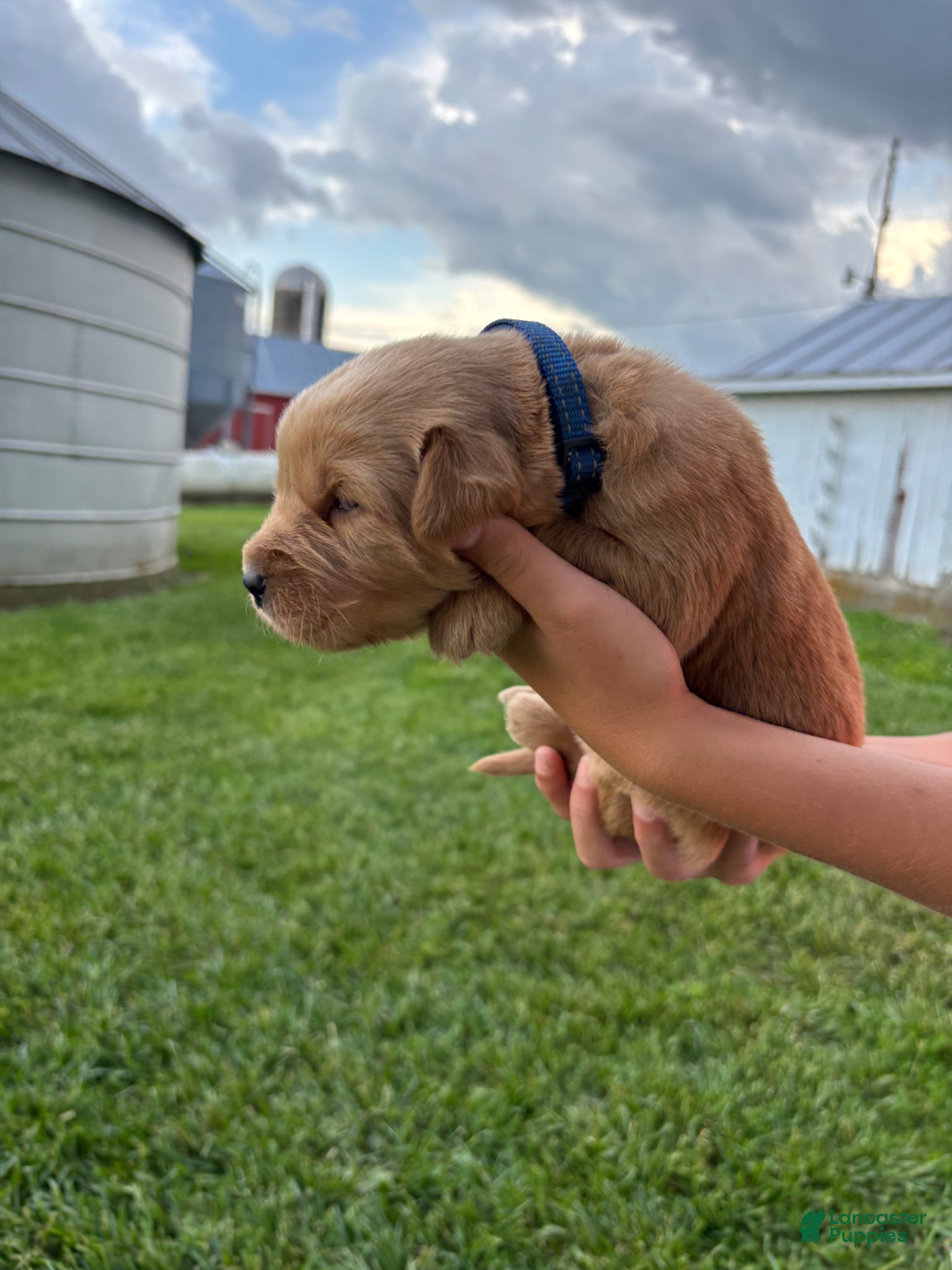 Golden Retriever dogs for sale: Golden Retriever Puppy 5 - Ad 1