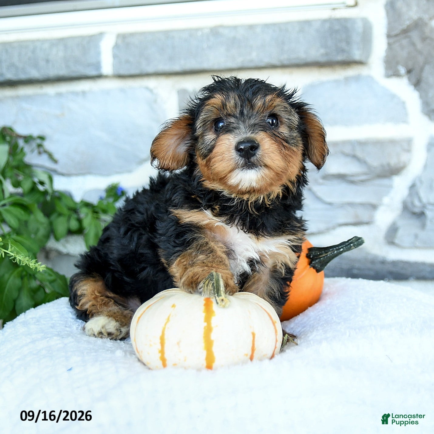 Yochon dogs Ezra - Ad 1