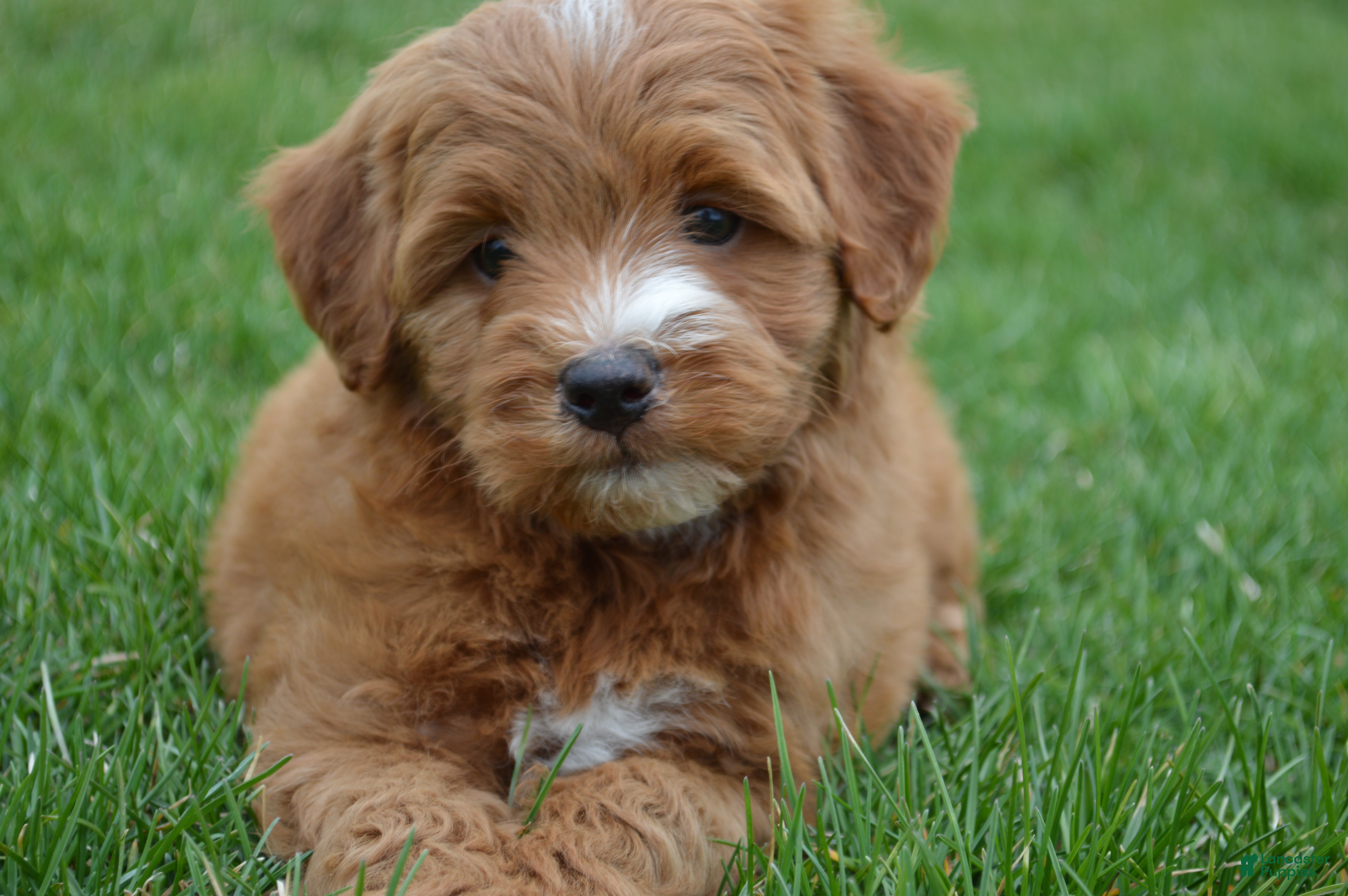 Mini Goldendoodle dogs Jordan  - Ad 2